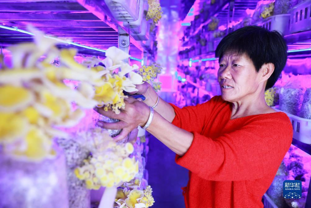菲乐登录